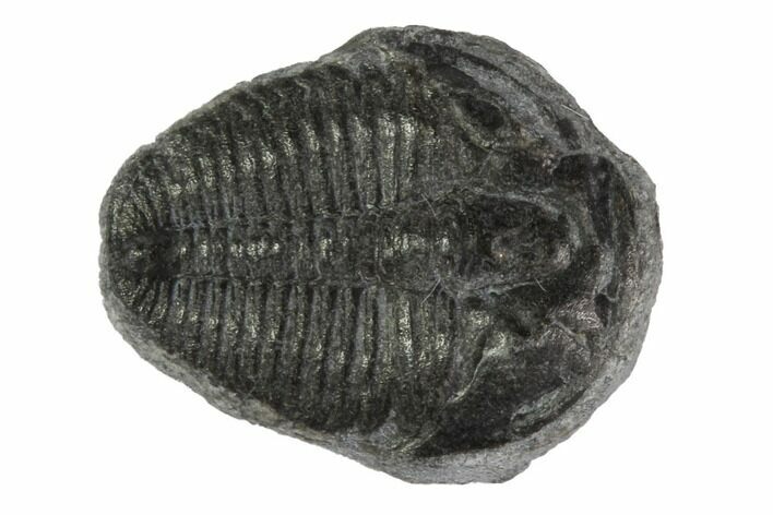 Elrathia Trilobite Fossil - Utah #97005